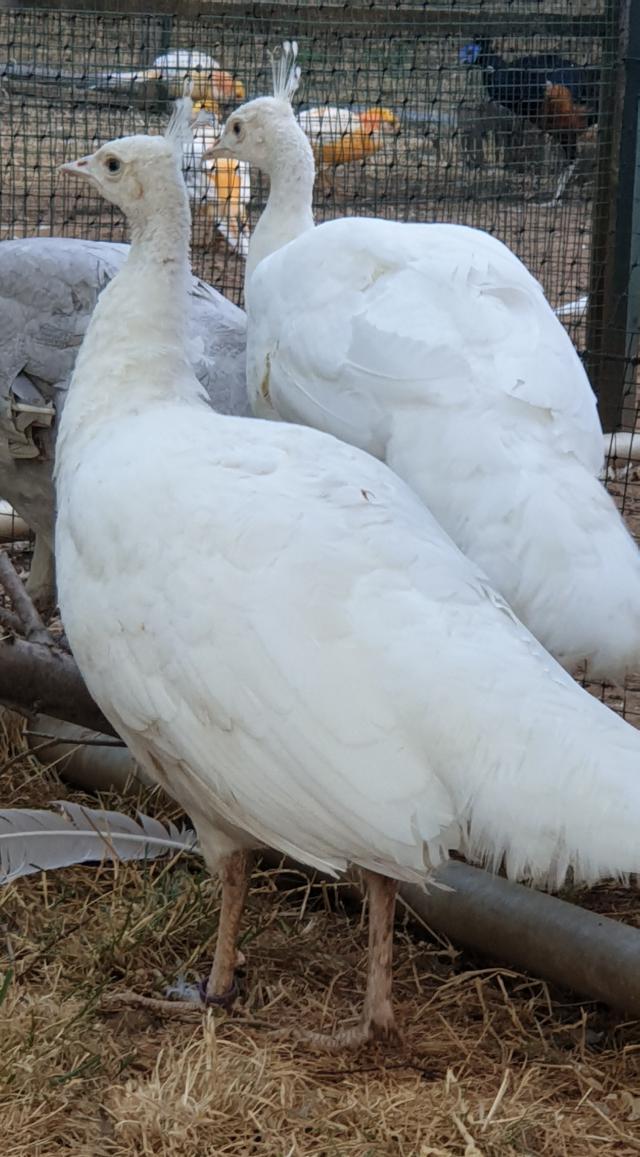 Pavos reales blancos