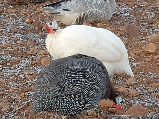 guineanas